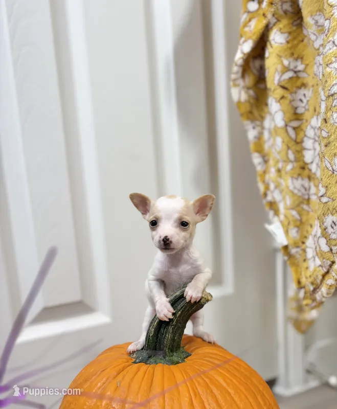 Ballerina – Chihuahua puppy for sale in Houston, TX