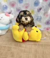 Hershey, a female Maltipoo for sale in Houston, TX – 7 of 7