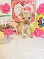 Cinnamon , a female Chihuahua for sale in Houston, TX – 7 of 8