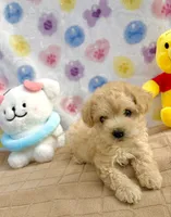 Dolce, a female Poodle - Toy  for sale in Houston, TX – 2 of 6