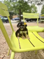 Coralie, a female Yorkshire Terrier for sale in Houston, TX – 4 of 10