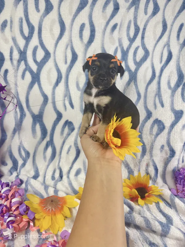 Bonnie – Chihuahua puppy for sale in Houston, TX