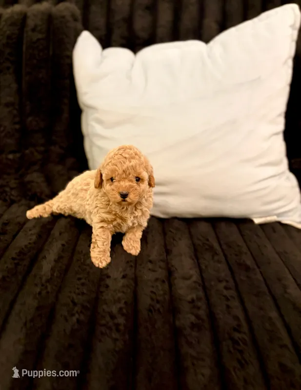 Biscotti – Poodle - Toy  puppy for sale in Houston, TX