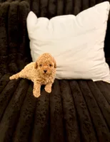 Biscotti, a male Poodle - Toy  for sale in Houston, TX – 1 of 6