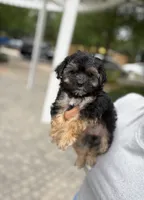 Coralie, a female Yorkshire Terrier for sale in Houston, TX – 2 of 10