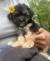 Coralie, a female Yorkshire Terrier for sale in Houston, TX – 7 of 10