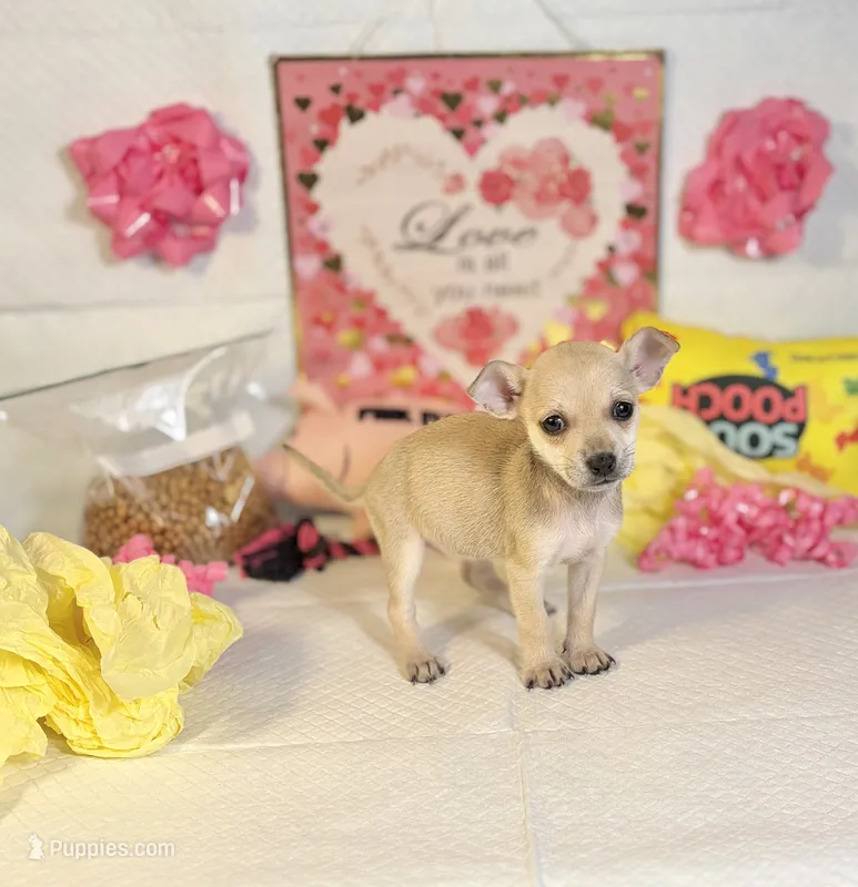 Mercy – Chihuahua puppy for sale in Houston, TX