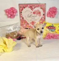 Mercy, a female Chihuahua for sale in Houston, TX – 1 of 8