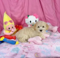 Chasity, a female Maltipoo for sale in Houston, TX – 1 of 6