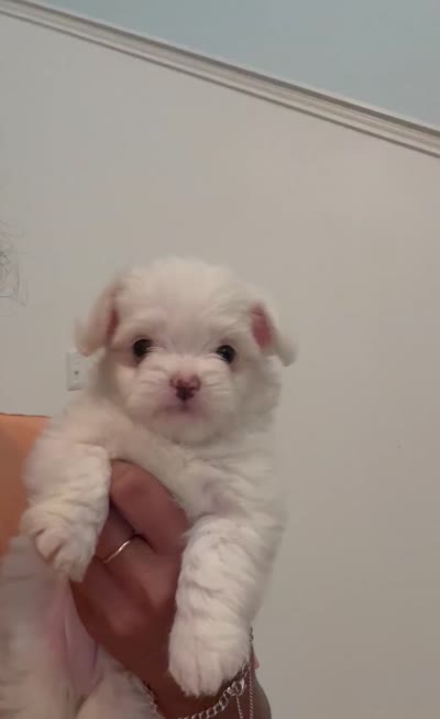 King, a male Maltipoo for sale in Houston, TX – 9 of 9