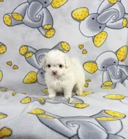 King, a male Maltipoo for sale in Houston, TX – 2 of 9