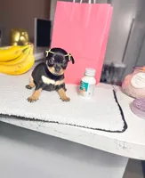 Aria, a female Chihuahua for sale in Houston, TX – 5 of 5