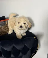 Fendi, a female Maltipoo for sale in Houston, TX – 5 of 6
