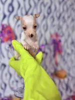 Ballerina, a female Chihuahua for sale in Houston, TX – 3 of 10