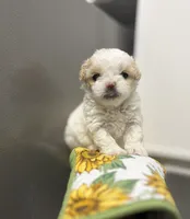 Anika, a female Poodle - Toy  for sale in Houston, TX – 6 of 10