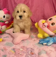 Clover, a female Maltipoo for sale in Houston, TX – 4 of 6