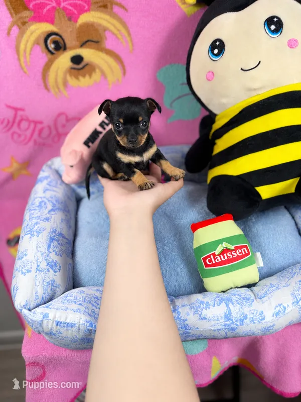 Aria – Chihuahua puppy for sale in Houston, TX