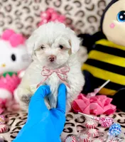 Bubbles, a female Maltipoo for sale in Houston, TX – 5 of 9