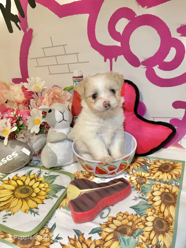 Dandelion  – Maltipoo puppy for sale in Houston, TX