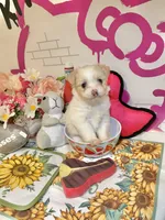 Dandelion , a female Maltipoo for sale in Houston, TX – 1 of 9