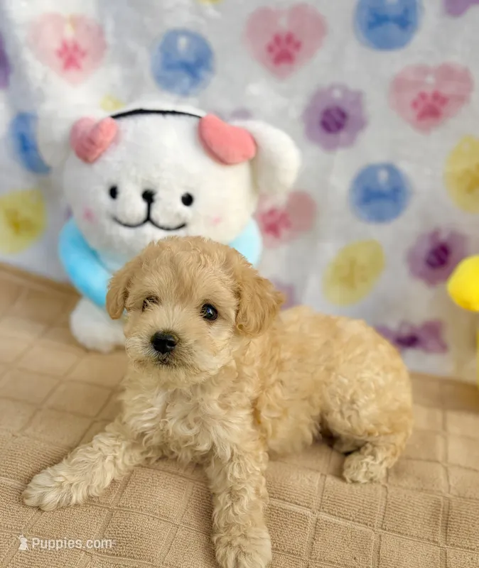 Dolce – Poodle - Toy  puppy for sale in Houston, TX