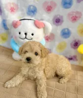 Dolce, a female Poodle - Toy  for sale in Houston, TX – 1 of 6