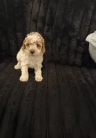 Lorena, a female Poodle - Toy  for sale in Houston, TX – 2 of 6