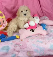 Chasity, a female Maltipoo for sale in Houston, TX – 6 of 6