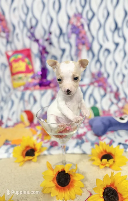 Ballerina – Chihuahua puppy for sale in Houston, TX