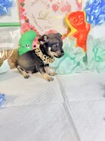 Adam, a male Chihuahua for sale in Houston, TX – 8 of 8