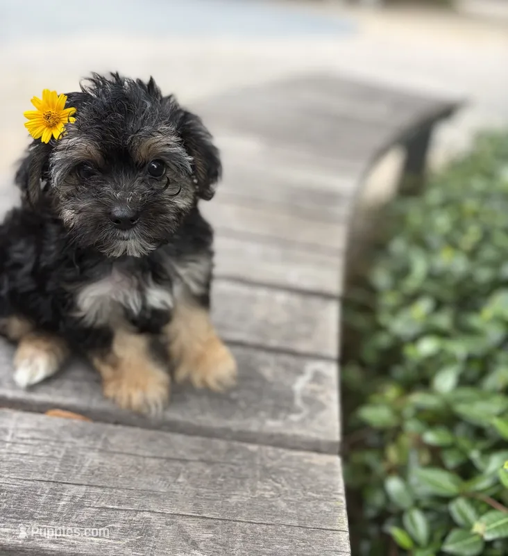 Coralie – Yorkshire Terrier puppy for sale in Houston, TX