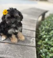 Coralie, a female Yorkshire Terrier for sale in Houston, TX – 1 of 10