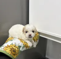 Anika, a female Poodle - Toy  for sale in Houston, TX – 8 of 10