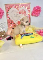 Mercy, a female Chihuahua for sale in Houston, TX – 5 of 8