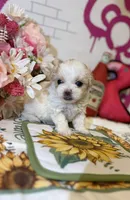 Anika, a female Poodle - Toy  for sale in Houston, TX – 3 of 10
