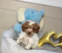 Royal, a male Poodle - Toy  for sale in Houston, TX – 5 of 9