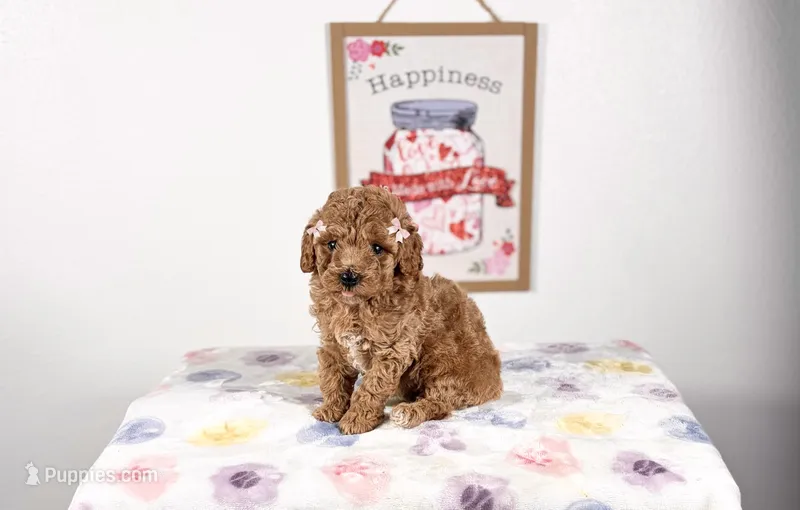 Ariana – Poodle - Toy  puppy for sale in Houston, TX