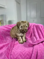 Autumn 🐻, a female Maltipoo for sale in Houston, TX – 5 of 9