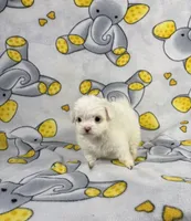 King, a male Maltipoo for sale in Houston, TX – 5 of 9