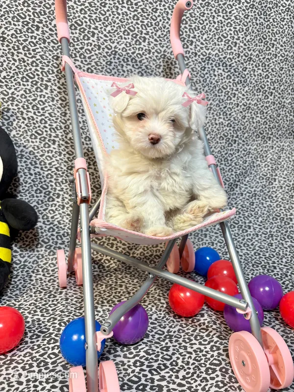 Bubbles – Maltipoo puppy for sale in Houston, TX