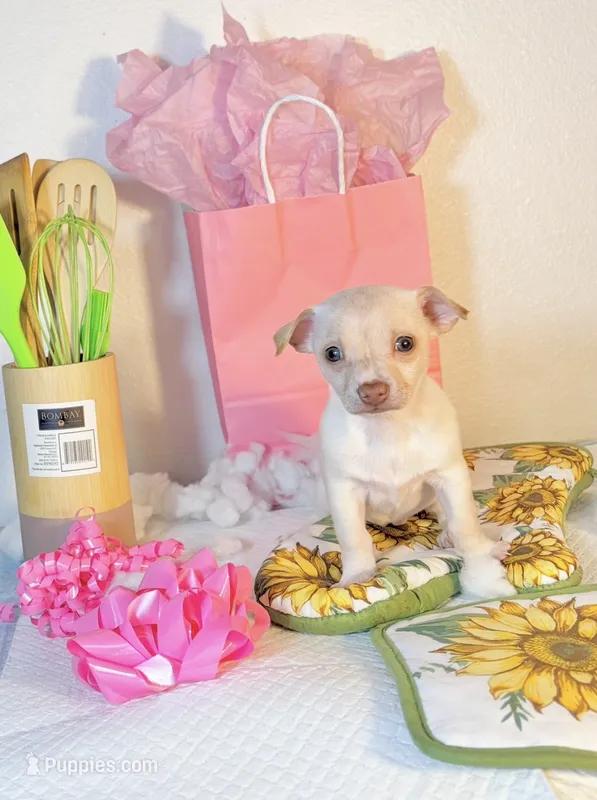 Sapphire  – Chihuahua puppy for sale in Houston, TX