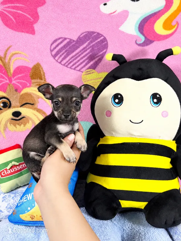 Adam – Chihuahua puppy for sale in Houston, TX