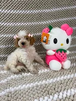 Aurora, a female Poodle - Toy  for sale in Houston, TX – 3 of 9