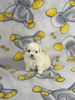 Royal, a male Maltipoo for sale in Houston, TX – 7 of 8