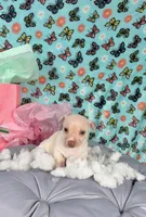 Sapphire , a female Chihuahua for sale in Houston, TX – 5 of 10