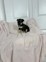 Bonnie, a female Chihuahua for sale in Houston, TX – 4 of 7