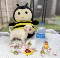 Sapphire , a female Chihuahua for sale in Houston, TX – 10 of 10