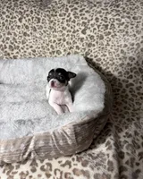 Betty boo, a female Chihuahua for sale in Houston, TX – 5 of 7
