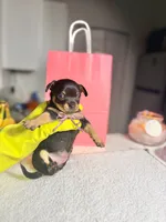 Aria, a female Chihuahua for sale in Houston, TX – 4 of 5