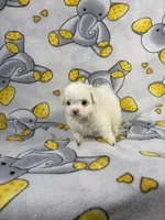 Royal, a male Maltipoo for sale in Houston, TX – 3 of 8